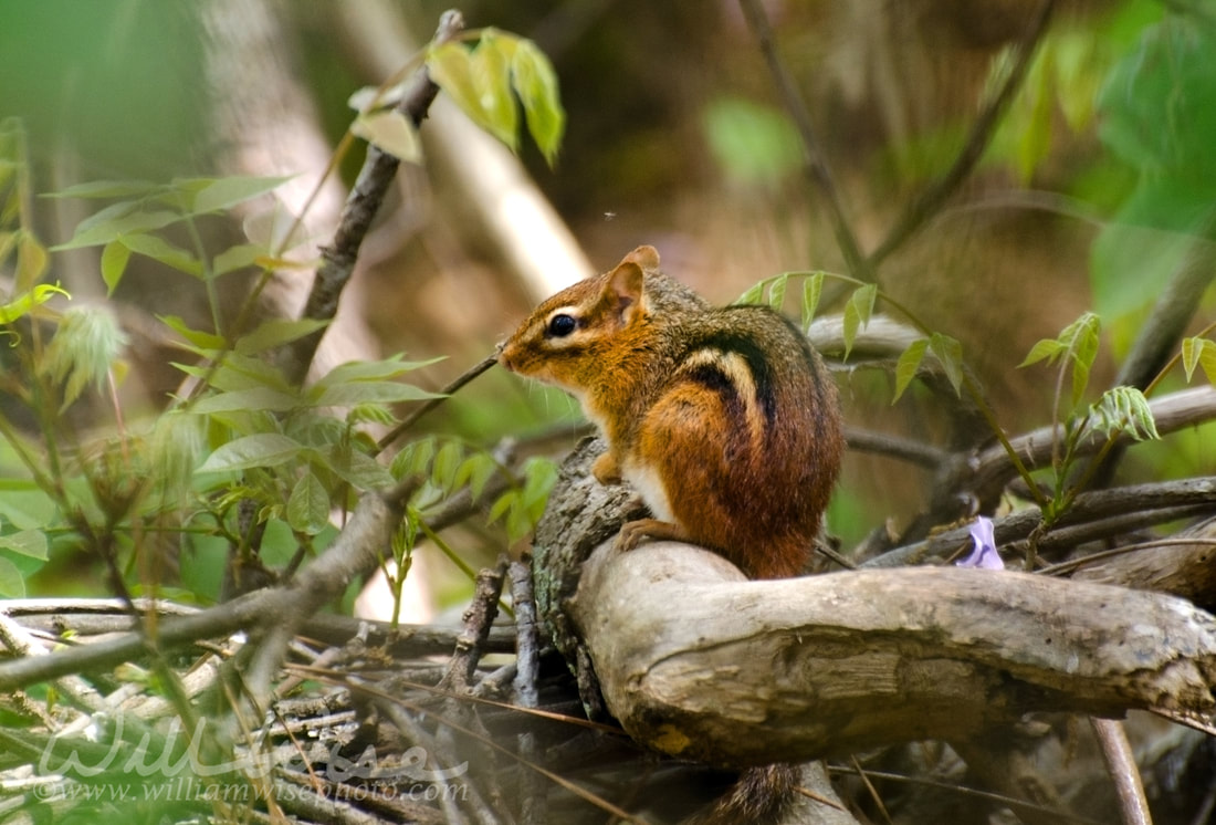 Chipmunk Picture