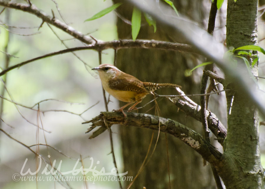 Carolina Wren Picture