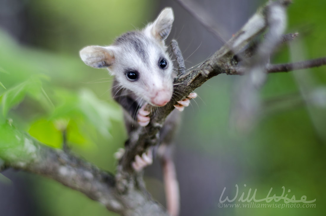 Virginia Opossum baby Picture