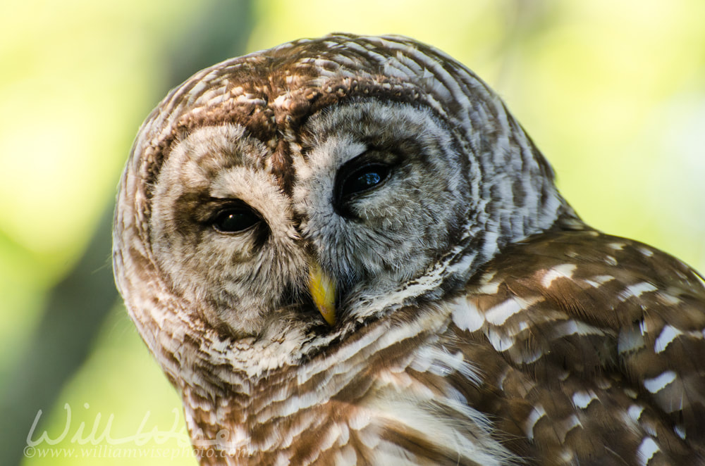 Barred Owl Picture