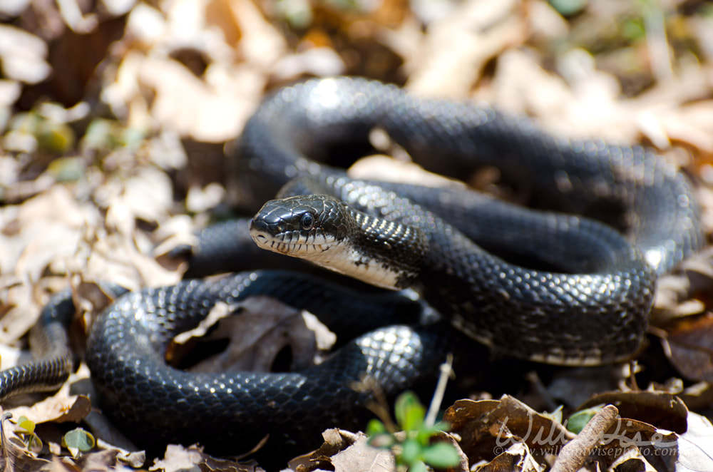Eastern Rat Snake coiled in leaves Picture