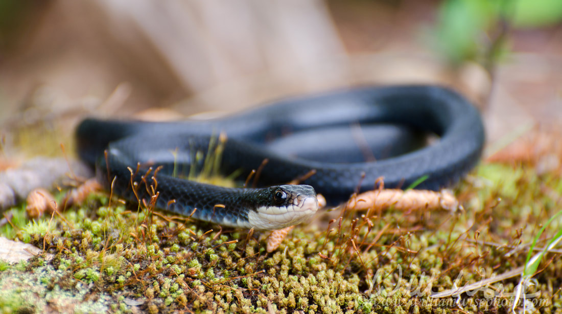 Black Racer Snake Coiled Picture