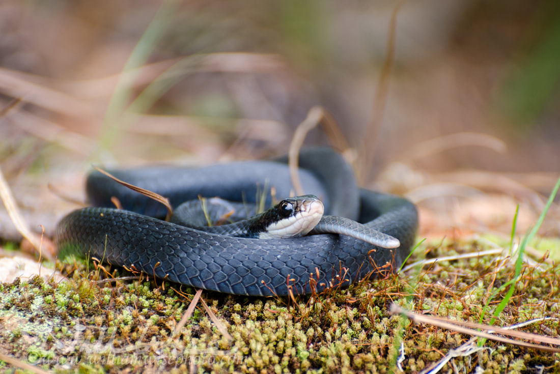 Black Racer Snake Coiled Picture