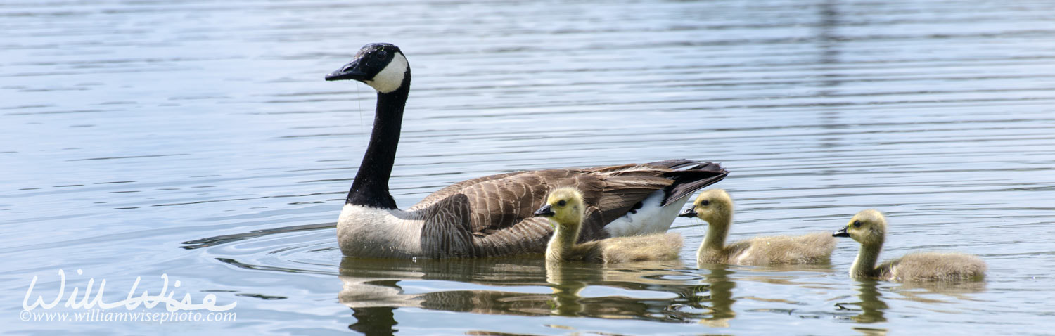 Mother Goose with babies Picture