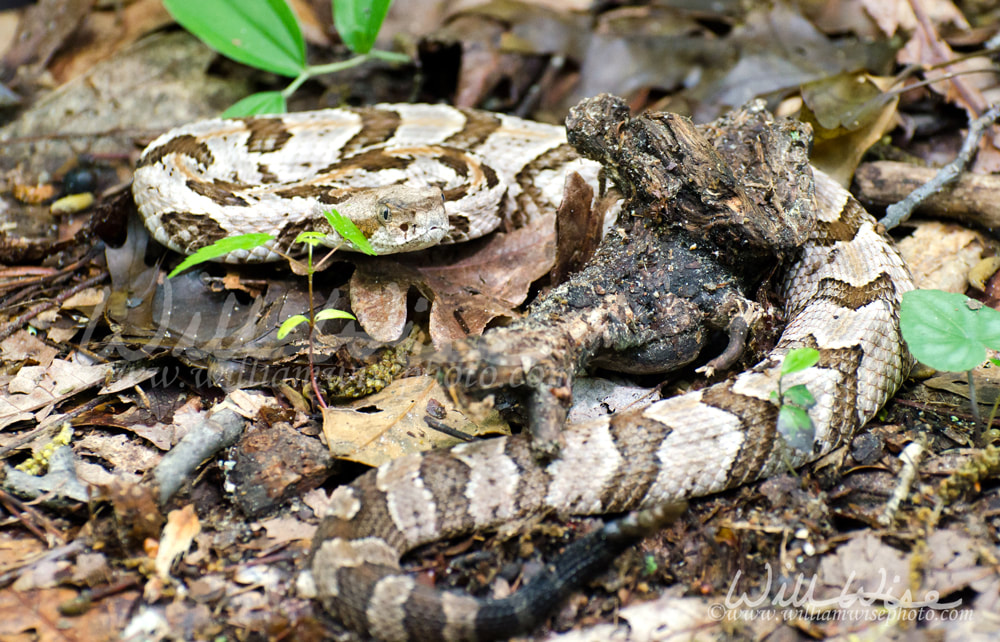 Camouflage Canebrake Timber Rattlesnake Picture