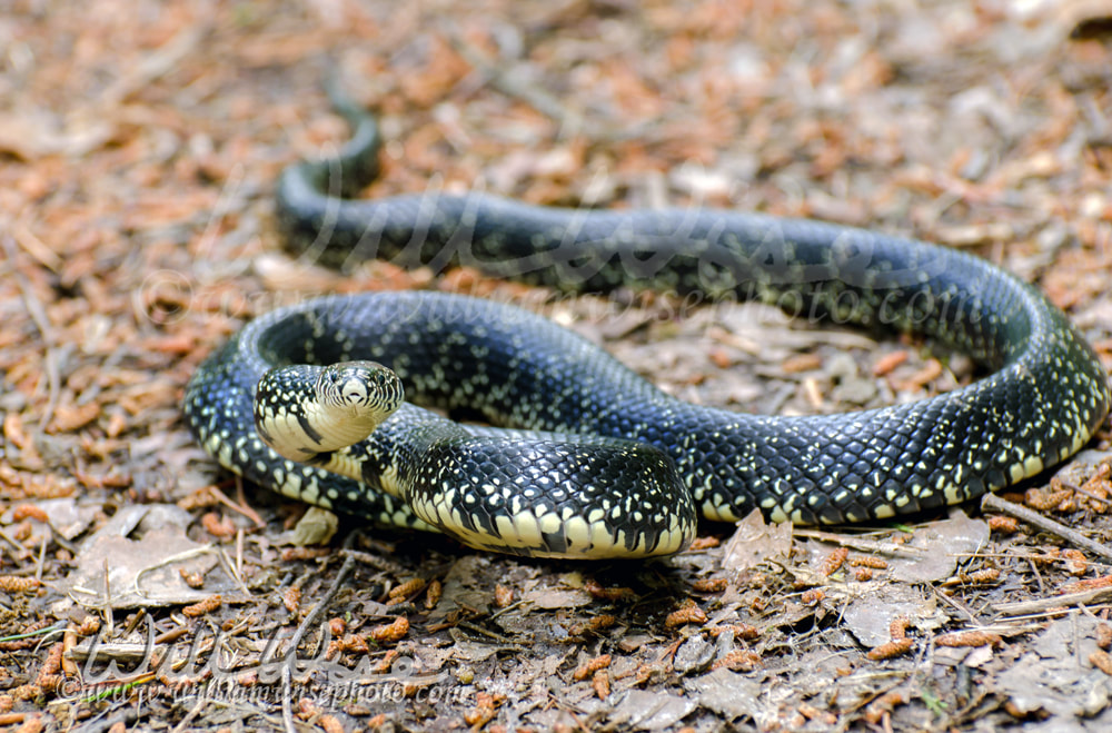 Eastern Black Kingsnake Picture