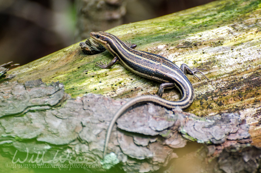 skink Picture