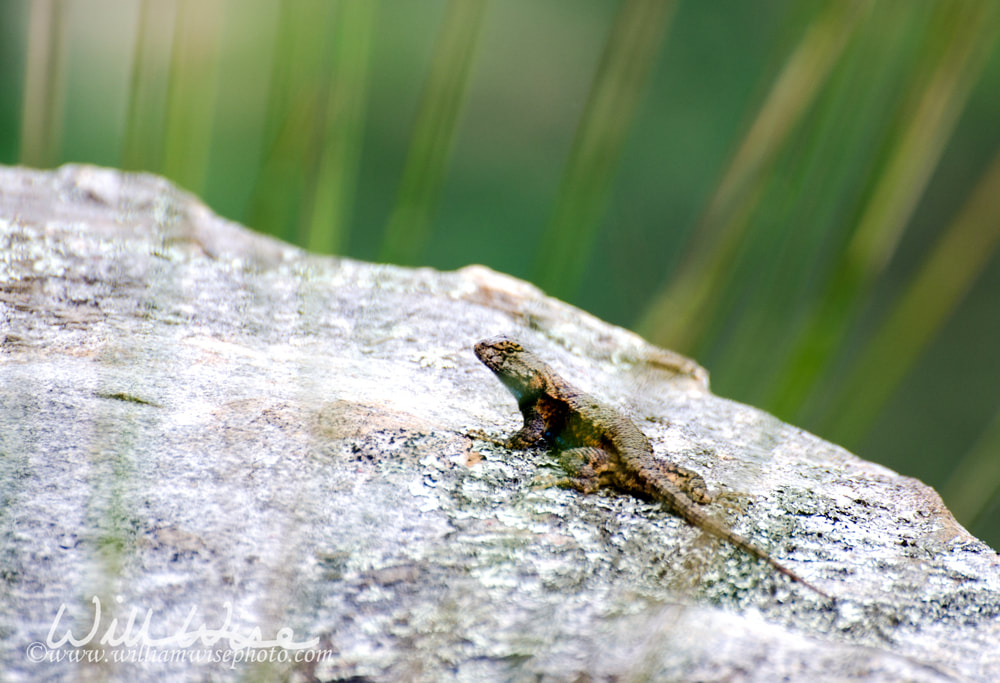 Fence Swift Lizard on a Rock Picture