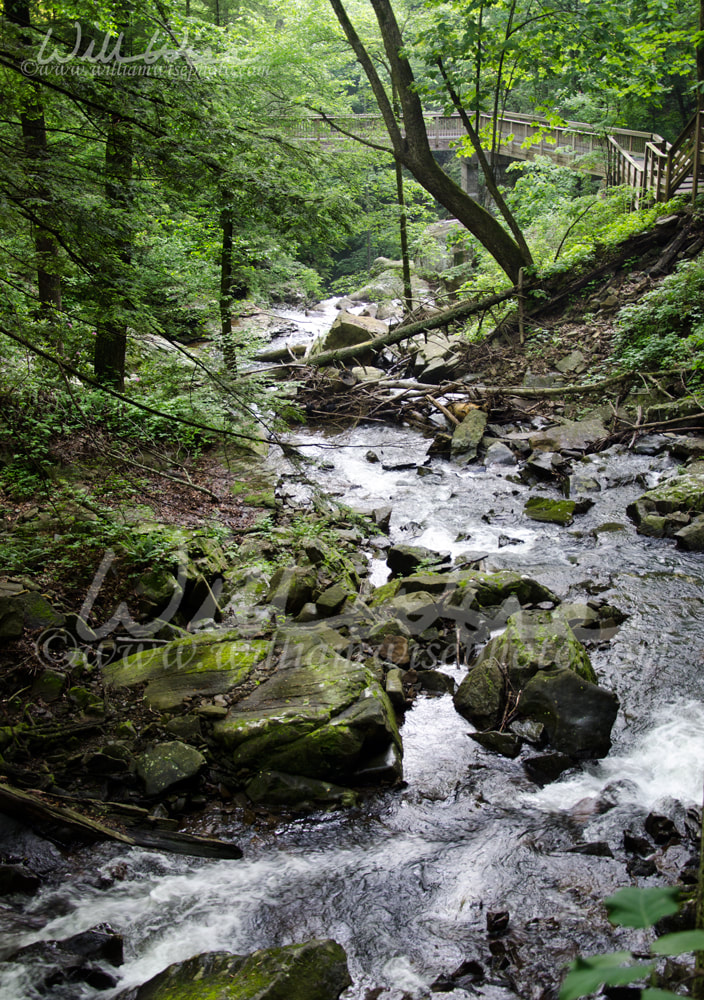 Canyon stream in Cloudland Canyon Georgia State Park Picture