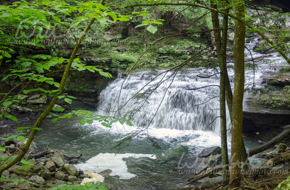 Waterfall in Cloudland Canyon Georgia State Park Picture