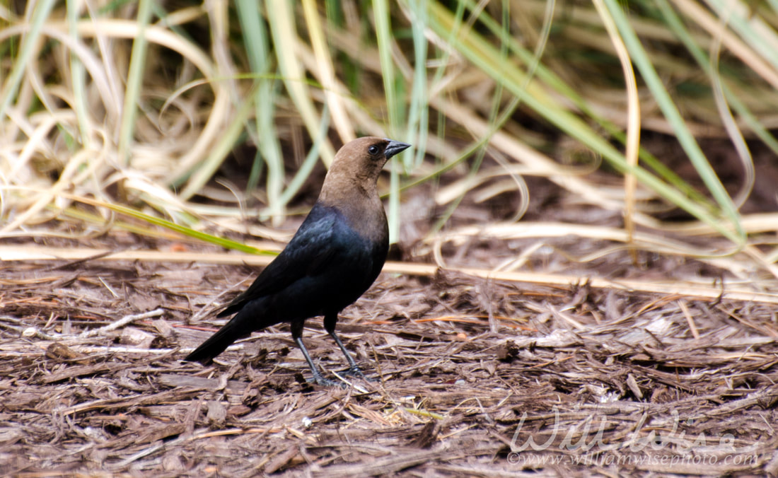 Brown headed Cowbird Picture