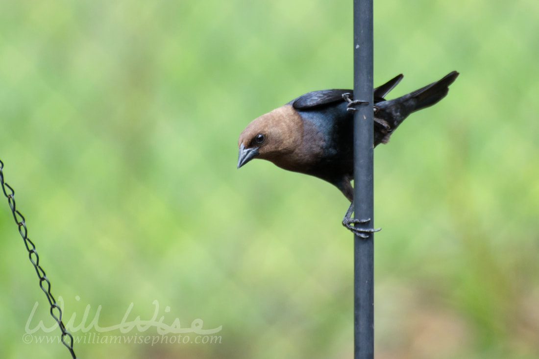 Brownheaded Cowbird at bird feeders Picture