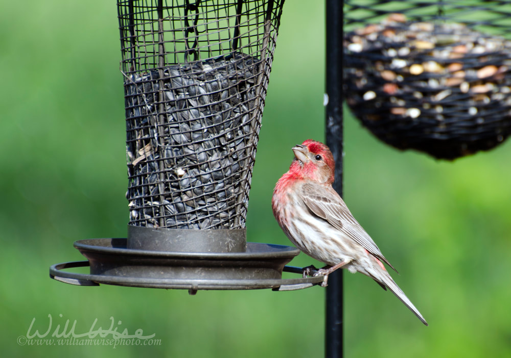 Male House Finch at bird feeders Picture