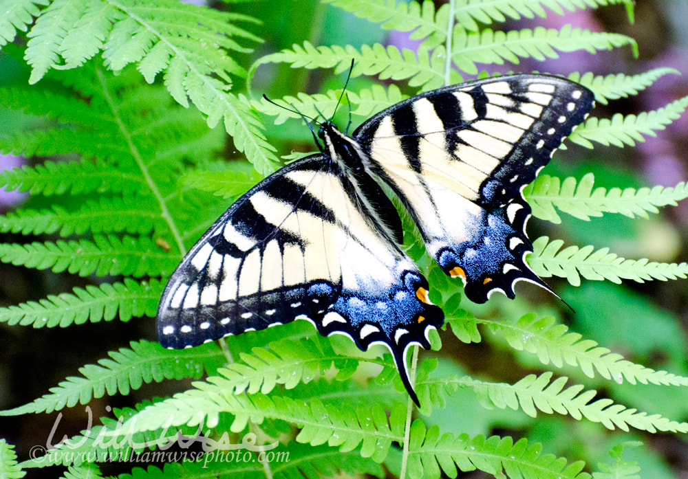 Tiger Swallowtail Butterfly, Georgia Picture