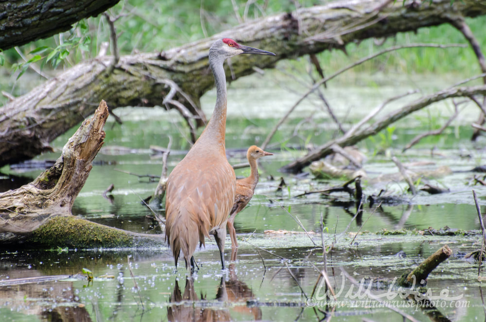 Sandhill Crane Colt Picture