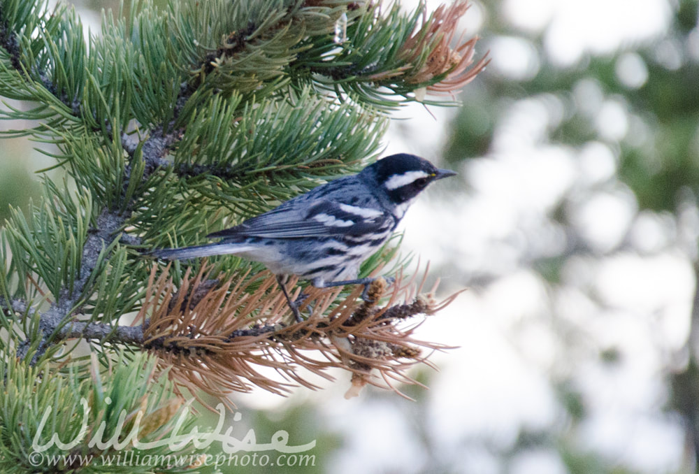 Black-throated Grey Warbler picture