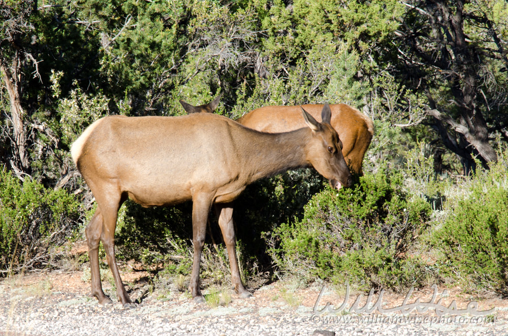 Grand Canyon Elk picture