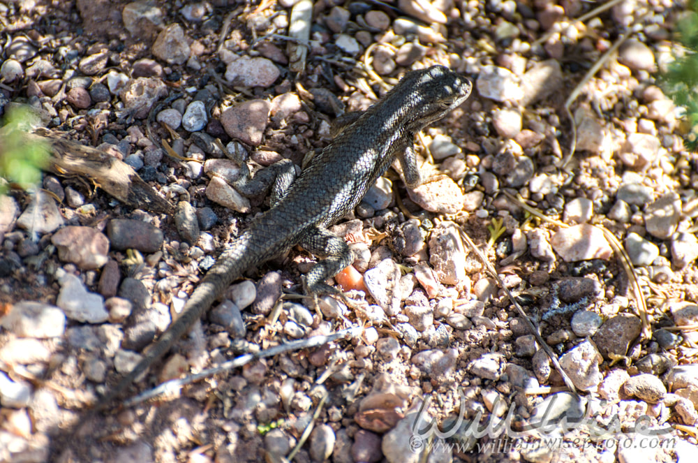 Western Fence Lizard picture