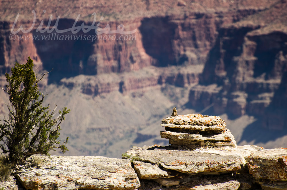 Rock Squirrel on Grand Canyon Vista Picture