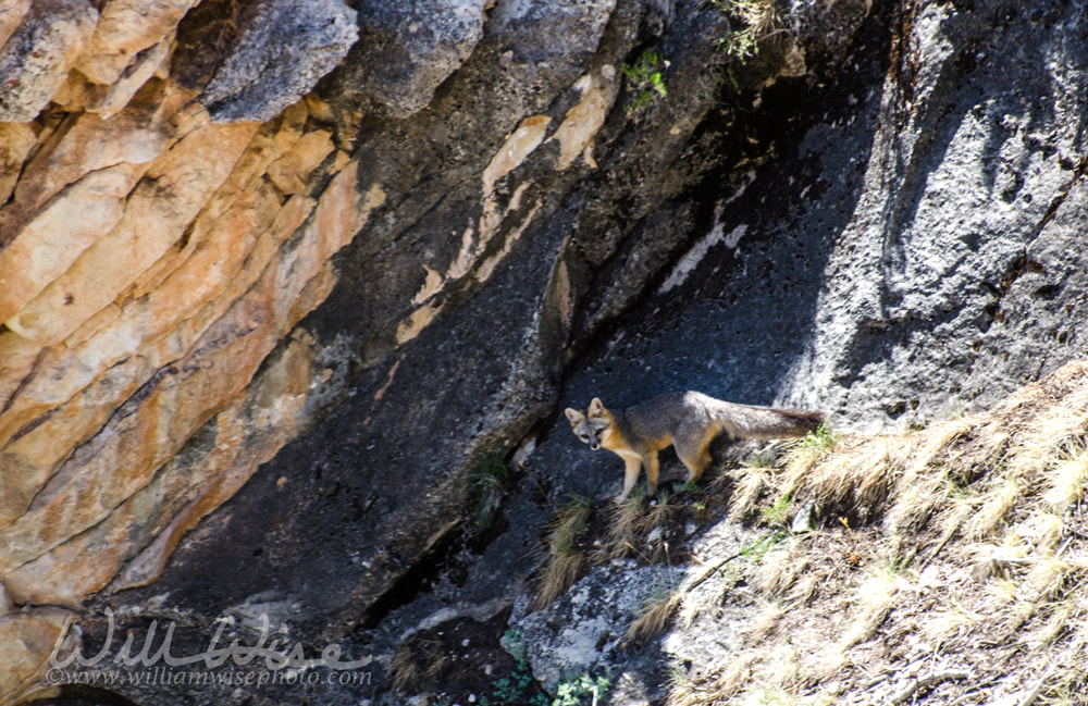 Grey Fox picture