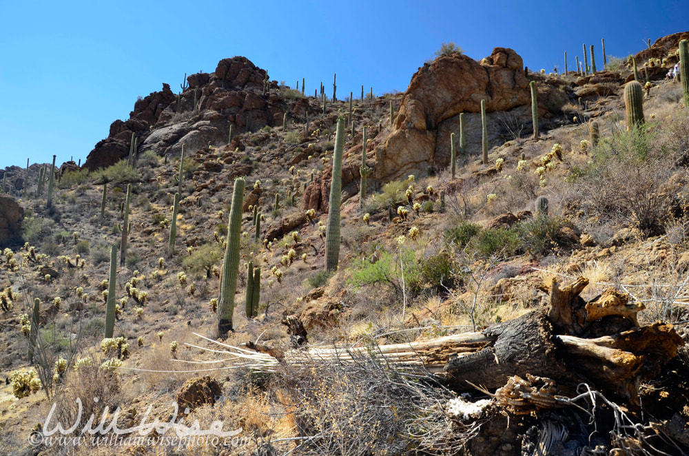 Gates Pass Tucson Arizona Saguaro Cactus Picture