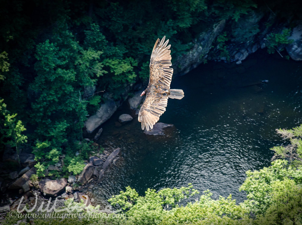 Turkey Vulture Tallulah Gorge Picture