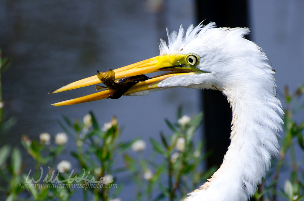 Great Egret with Fish Picture