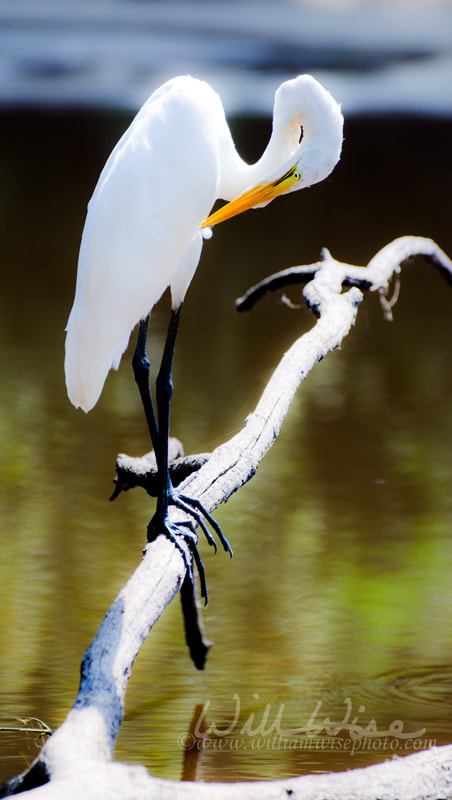 Great Egret Preening Picture