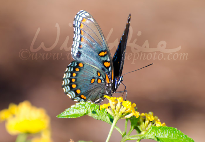Red Spotted Admiral Butterfly on Lantana flower Picture