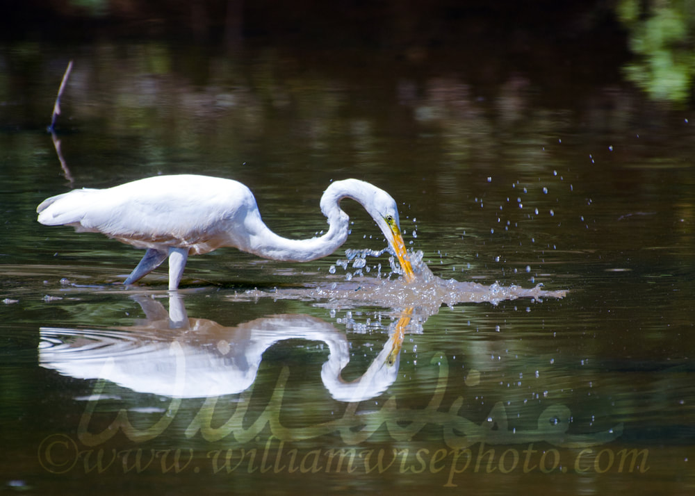 Great Egret Spear Fishing Picture