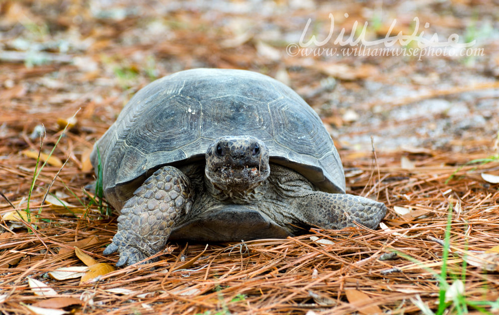Gopher Tortoise Reed Bingham State Park Picture