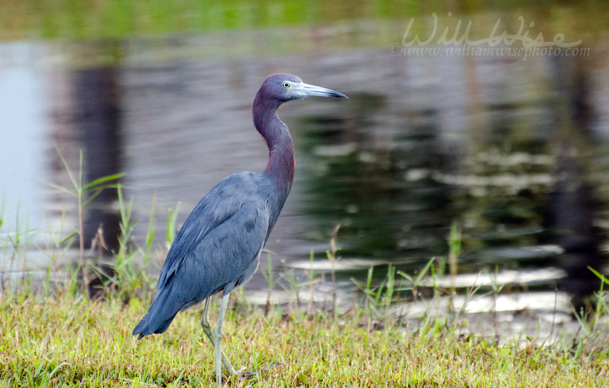 Little Blue Heron Picture