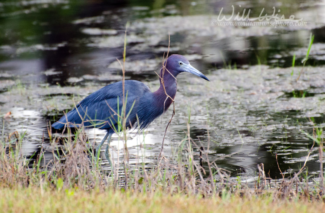 Little Blue Heron Picture