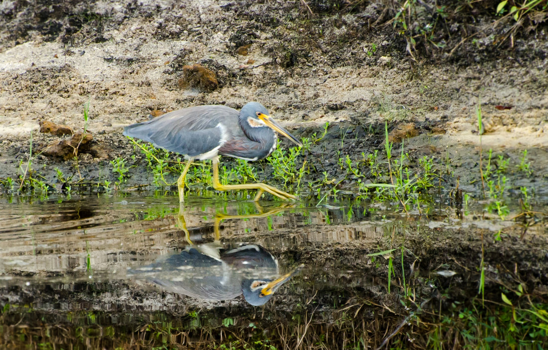 Tricolored Heron Picture