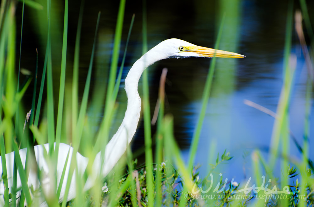 Great Egret Picture