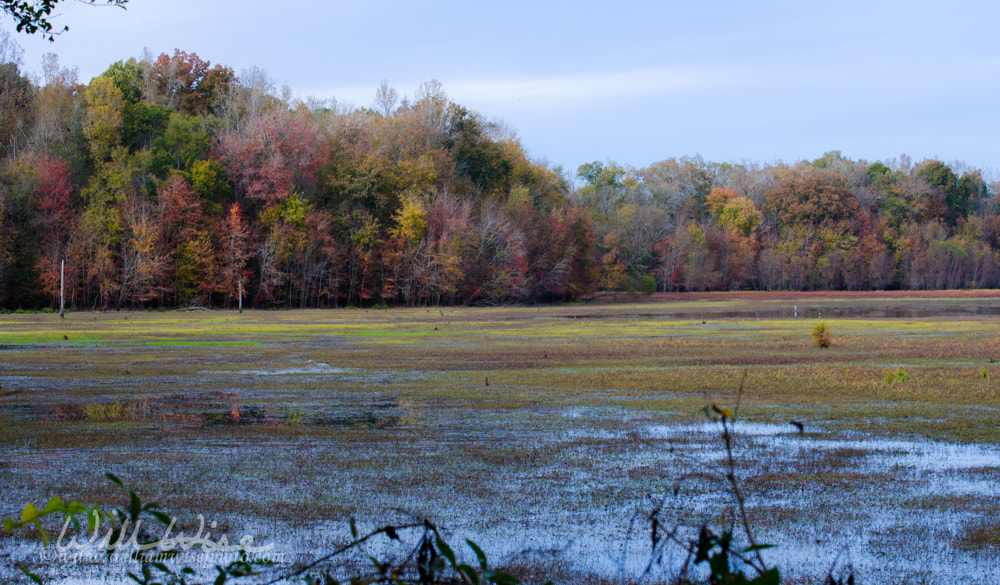 Fall Colors on Marsh, Dyar Pasture Waterfowl Management Area Picture