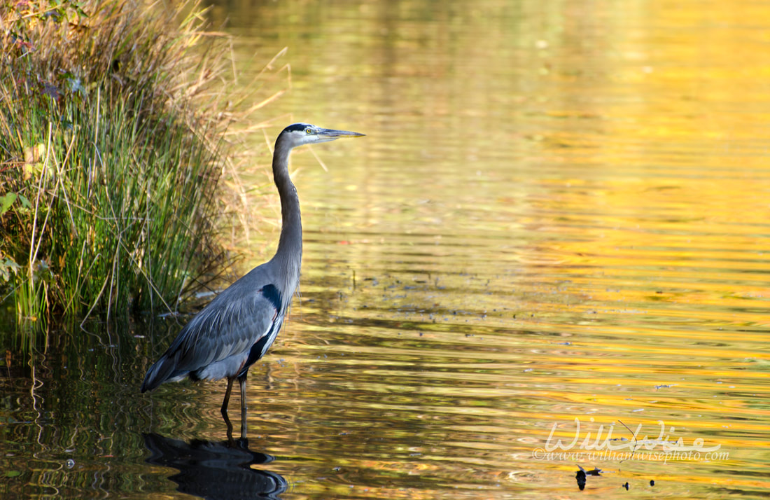 Great Blue Heron Sunrise Picture