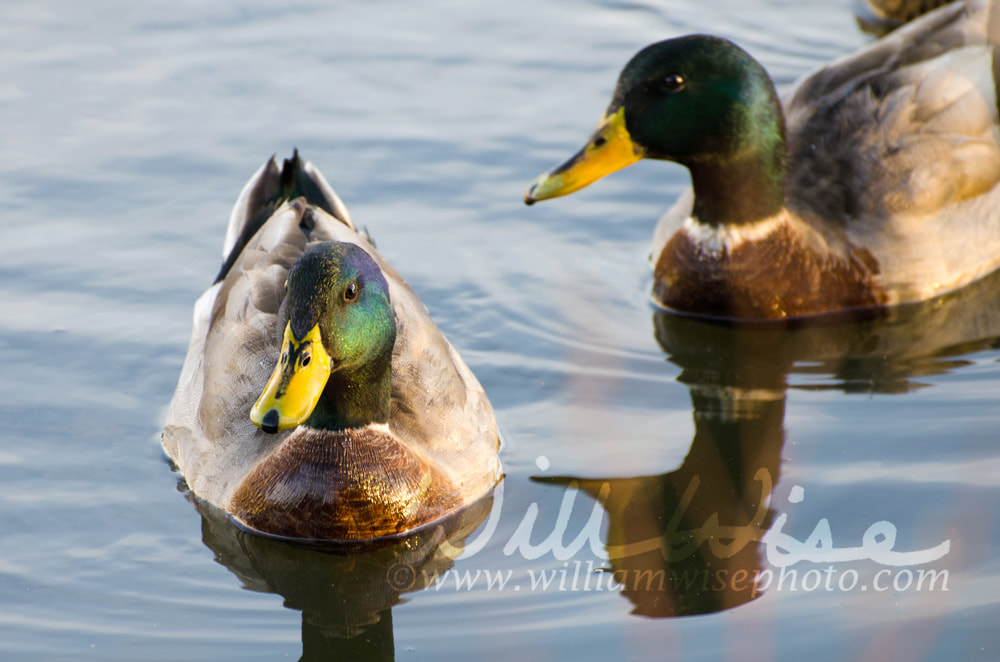 Mallards at Sunrise Picture