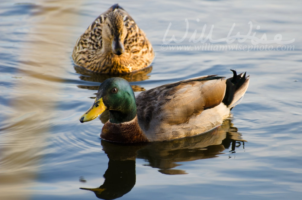 Mallard Drake and Hen Picture