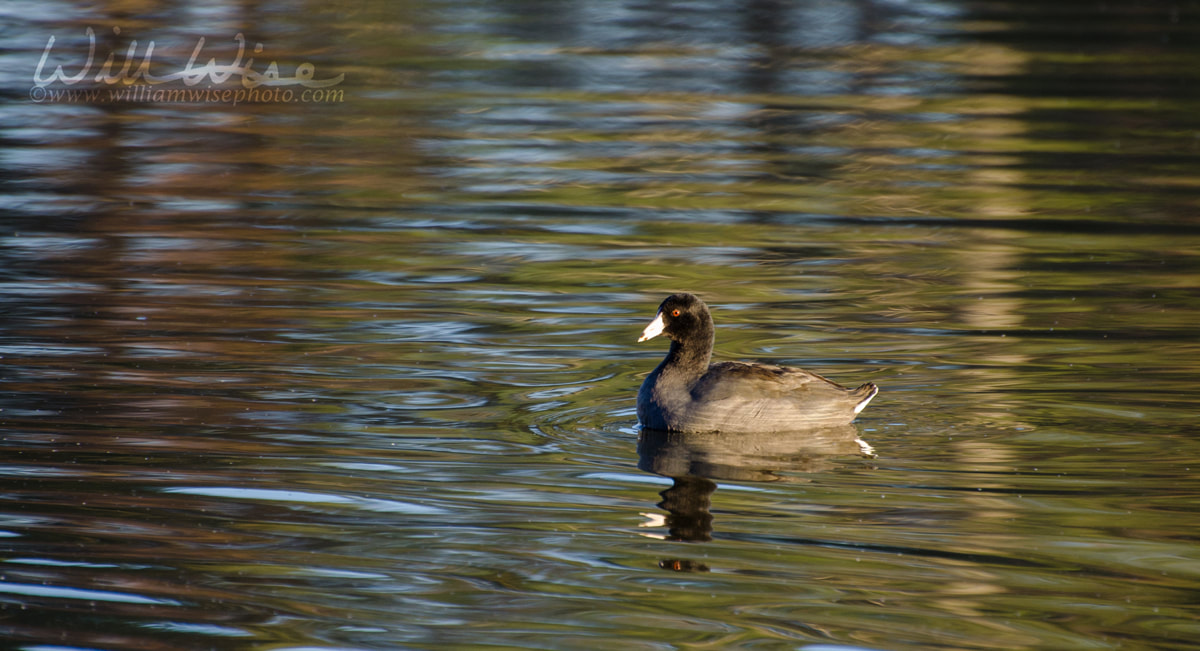 American Coot Picture