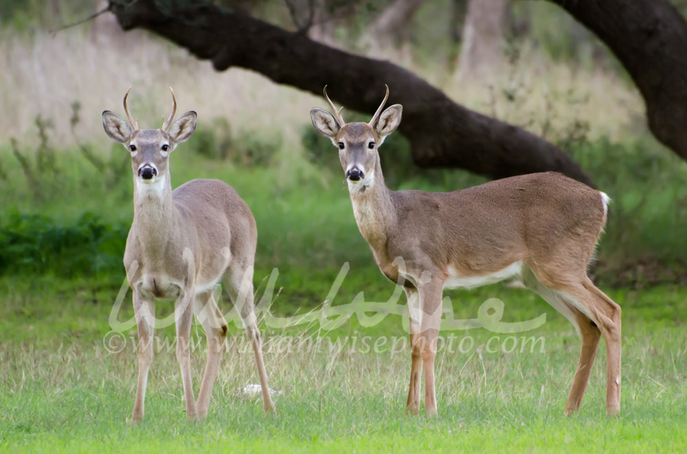 White-tailed Deer Spike Buck Picture