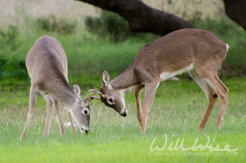White tailed deer young bucks sparring Picture