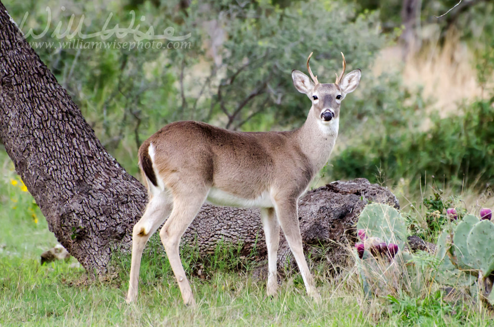 White-tailed Deer Spike Buck Picture