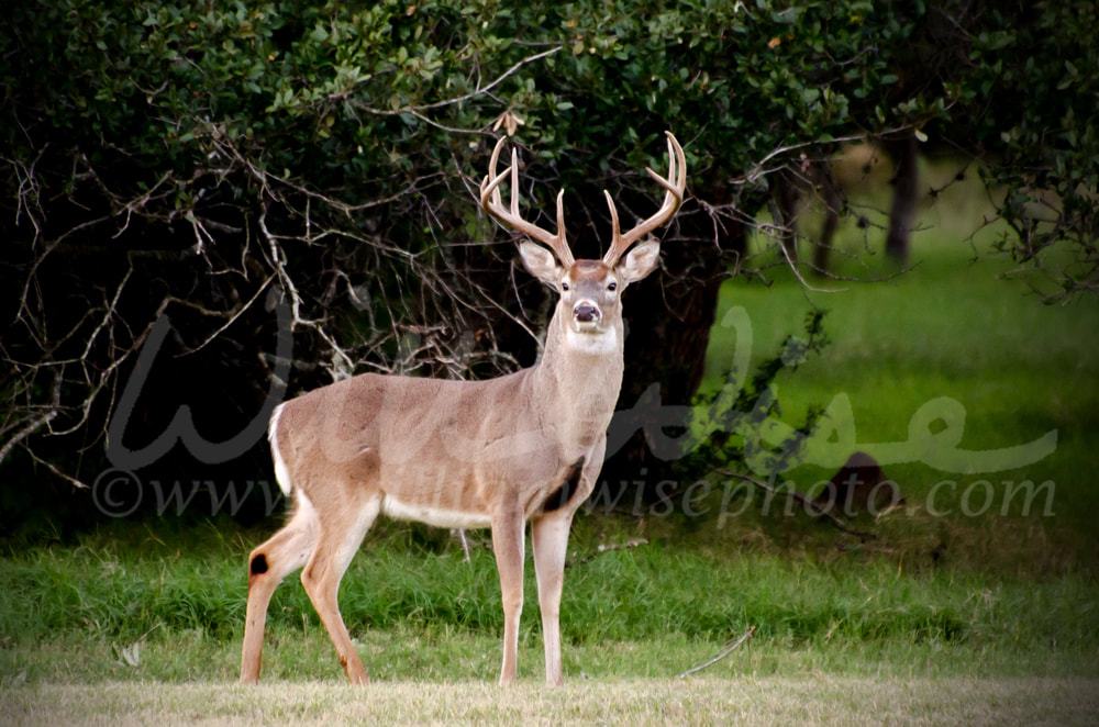 Trophy Whitetailed Deer Buck Picture