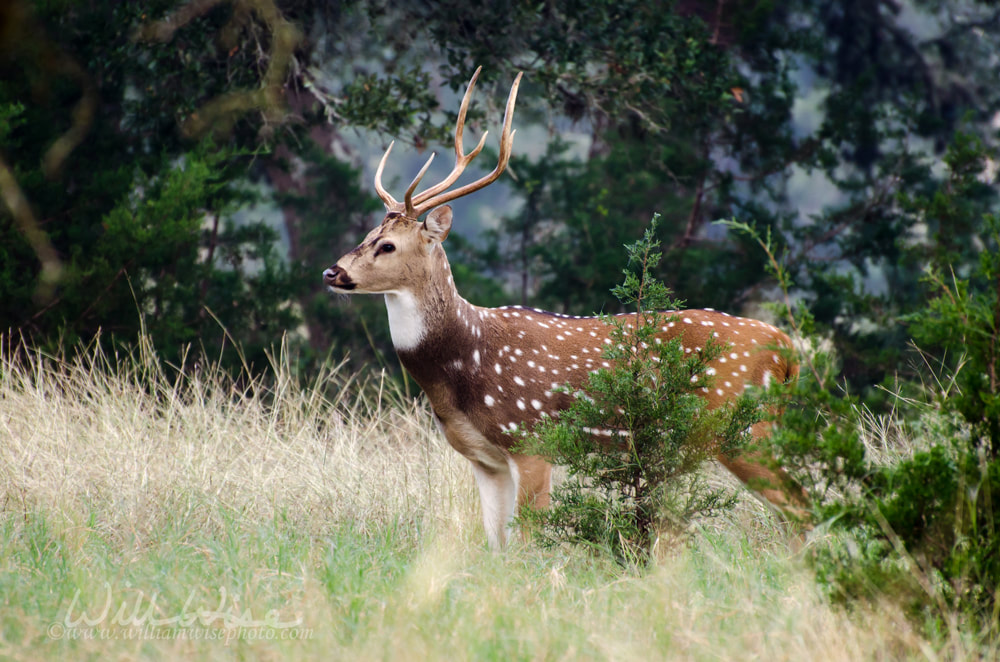 Axis Deer in Driftwood Texas Picture