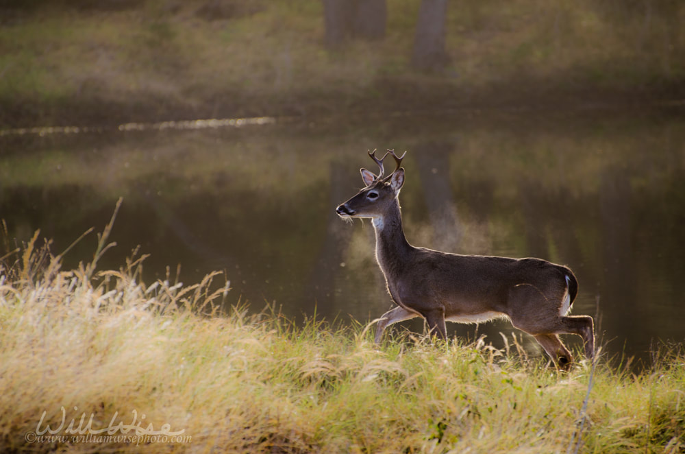 White-tailed Deer Buck Picture