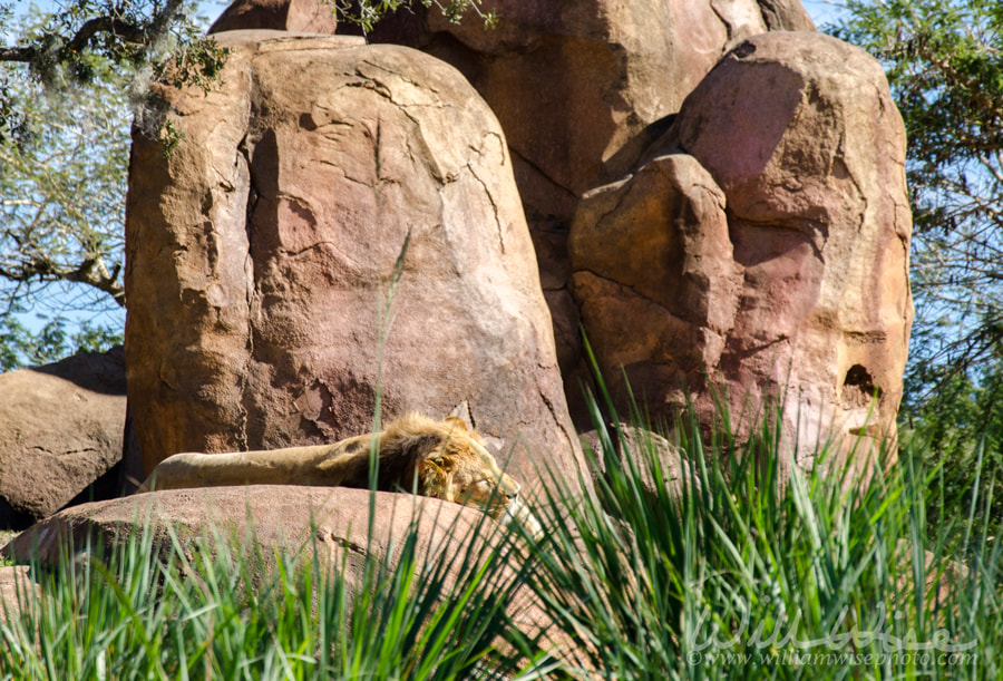 Lion King of the Jungle asleep on pride rock Picture