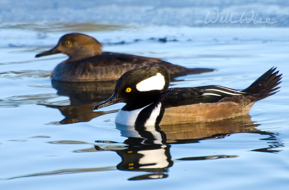 Hooded Merganser duck drake and hen on frozen Georgia pond Picture