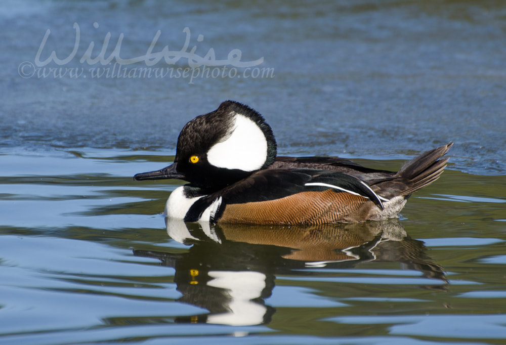 Hooded Merganser on small pond in rural Georgia Picture