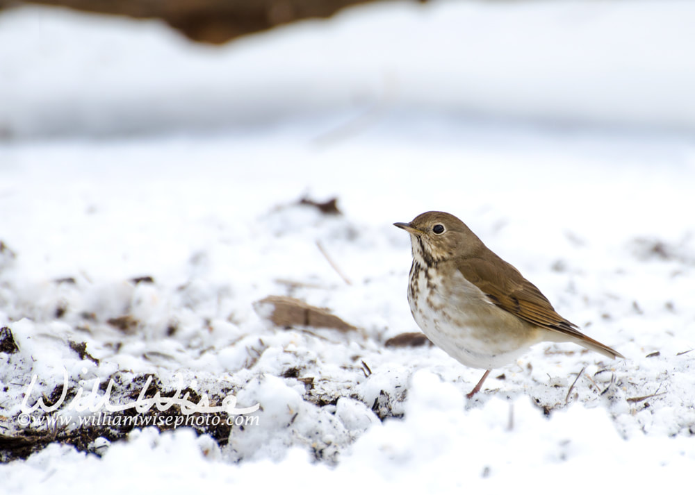 Hermit Thrush foraging in snow Picture